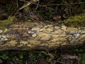 Rotting log with fungus Royalty Free Stock Photo