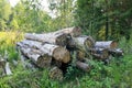 Rotting logs of birches bunch in forest thickets, environmental protection, forestry