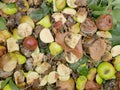 Rotting and mouldy fruit in a compost pile with pieces of apples and bananas