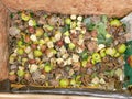 Rotting and mouldy fruit in a compost pile with pieces of apples and bananas Royalty Free Stock Photo