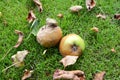 Rotting, mouldy windfall apples
