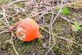 Rotting orange pumpkin left on the field Royalty Free Stock Photo