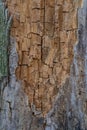 Tree stump rotting and chipping away background Royalty Free Stock Photo