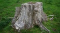 Rotting pine stump on farm