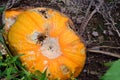 Rotting Pumpkin with Spider Royalty Free Stock Photo
