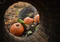 Rotting pumpkins in a compost pile lit by the setting sun during autumn season. Food waste, composting and ecology concept Royalty Free Stock Photo