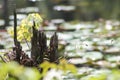 Rotting Stump in Swamp