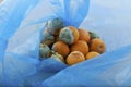 Rotting tangerines in blue plastic bag, close-up. Improper food storage. Concept - reduction of organic waste