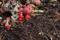 Rotting tomatoes, potatoes and other kitchen food scraps beside rich organic soil, copy space