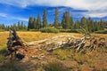 Rotting tree at Carson Pass Royalty Free Stock Photo