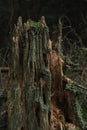 Rotting tree stump in forest, dead wood, biology, rotten