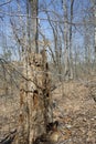 Rotting tree stump in thÃÂ© forest Royalty Free Stock Photo