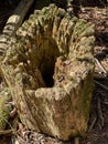 Rotting tree trunk hollowed out stump