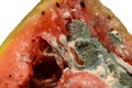 Rotting watermelon Royalty Free Stock Photo