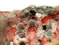 Rotting watermelon Royalty Free Stock Photo