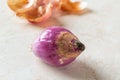 Rotting of whole red shallot bulb macro. Black mold fungus on peeled eschalot. Closeup of spring onion rots. Rotten vegetables Royalty Free Stock Photo