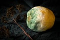 A rotting yellow lemon with mold on the gray tablecloth. Texture of blue mold on the lemon yellow. Royalty Free Stock Photo
