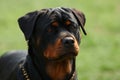 Rottweiler Royalty Free Stock Photo