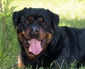 Rottweiler lying on green grass