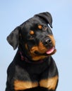 Rottweiler 2