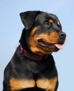 Rottweiler