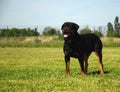 Rottweiler