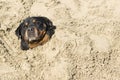 Rottweiler Royalty Free Stock Photo
