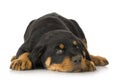 Rottweiler Royalty Free Stock Photo