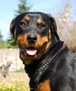 Rottweiler 3