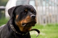 Rottweiler Royalty Free Stock Photo