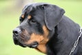 Rottweiler Royalty Free Stock Photo