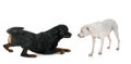 Rottweiler and argentinian dog Royalty Free Stock Photo