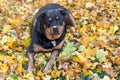 Rottweiler and autumn