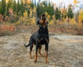 Rottweiler Autumn Fall Ball Catch