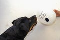 Rottweiler and balloon with face drawn against a light wall. The Royalty Free Stock Photo