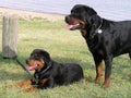 Rottweiler Beach Royalty Free Stock Photo