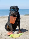 Rottweiler on beach