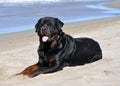 Rottweiler on the beach Royalty Free Stock Photo