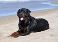 Rottweiler on the beach