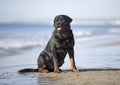 Rottweiler on the beach Royalty Free Stock Photo