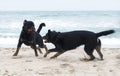 rottweiler and beauceron on the beach