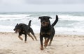 rottweiler and beauceron on the beach