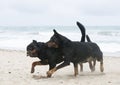 rottweiler and beauceron on the beach