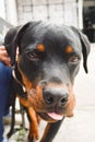 Rottweiler black dog outside close up