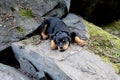 Rottweiler black dog puppy sleepy on rocks