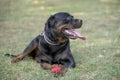 Rottweiler black relaxes in the park