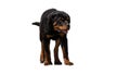 Rottweiler is a breed of domestic dog, regarded as medium-to-large or large. The dogs were known in German as Rottweiler Metzgerhu