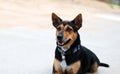 Rottweiler breed mixed with Labrador breed dog laying down on cement or concrete floor with orange wall in the morning,