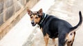 Rottweiler breed mixed with Labrador breed dog standing on concrete floor beside brick cement dirty wall in the morning.