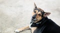 Rottweiler breed mixed with Labrador breed dog laying down on cement or concrete floor with sunlight in morning time.